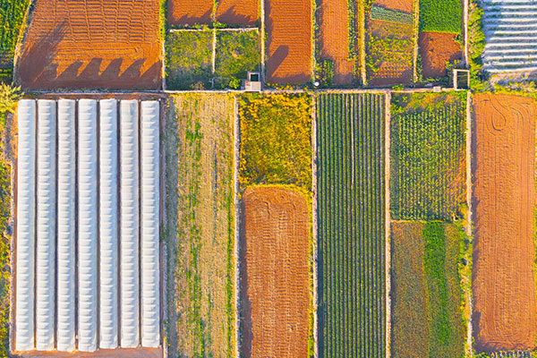 agricoltura campi divisi